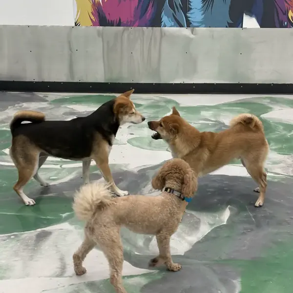 Dog boarding suite at K9 Rox Club Las Vegas